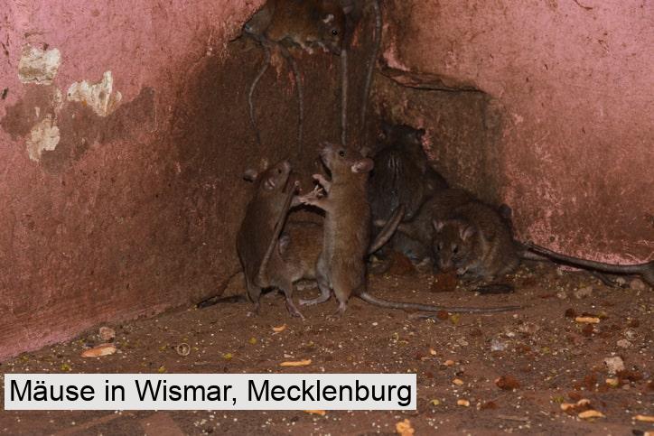 Mäuse in Wismar, Mecklenburg